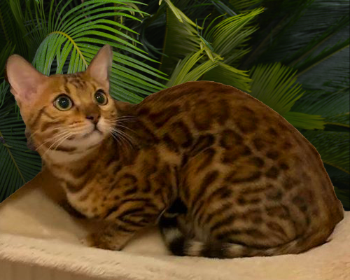 Sally Mango of Fenestra Gold Bengal Cattery