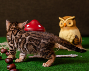 fenestra gold bengal cattery bengal kitty for sale