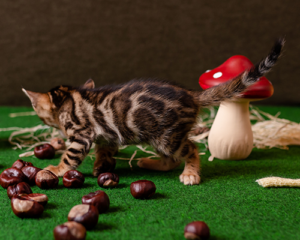 fenestra gold bengal cattery bengal kitty for sale