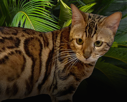 Fenestra Gold Bengal Cattery Kennel bengáli macska tenyészet tenyésztő