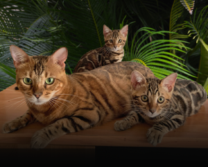 Fenestra Gold Bengal Cattery Kennel bengáli macska tenyészet tenyésztő