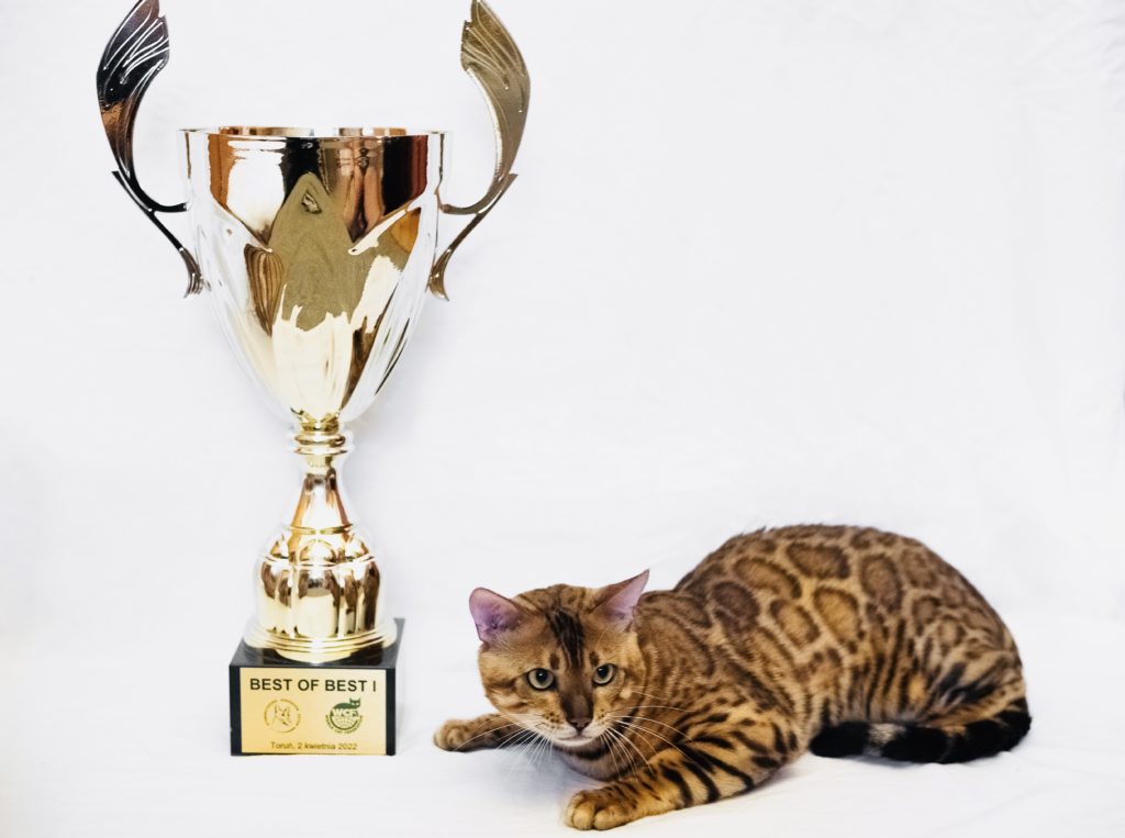 Wch Master Verification Spartacus of Fenestra Spari Fenestra Gold Bengal Cattery