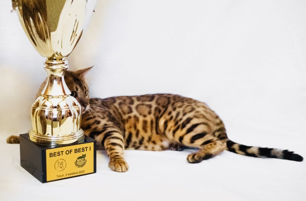 Wch Master Verification Spartacus of Fenestra Spari Fenestra Gold Bengal Cattery