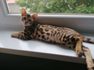 Syrus_fenestra_gold_bengal_cattery (5)