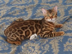 Syrus_fenestra_gold_bengal_cattery (5)