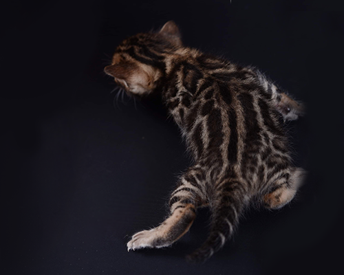 Baby Beauty Fenestra Gold Bengal Cattery